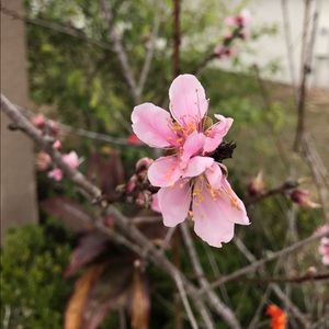 Meet your Posher, Nhi