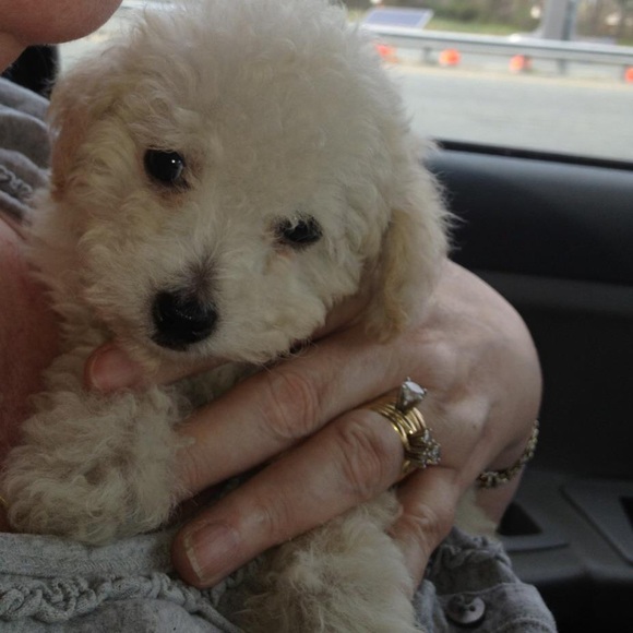 Meet your posher! ๐ - Picture 3 of 4