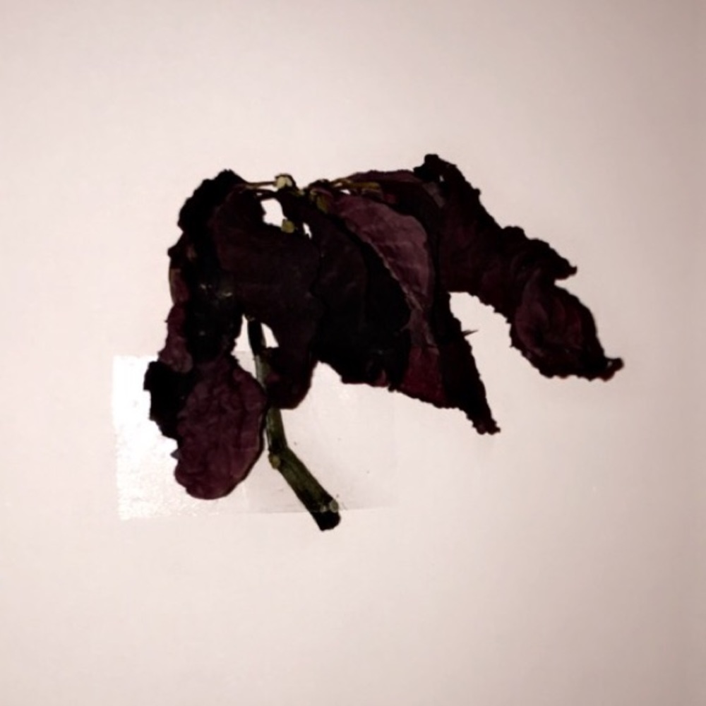 Meet your Posher, Brock