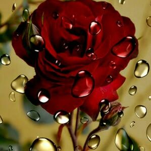 Meet your Posher, Dorothy