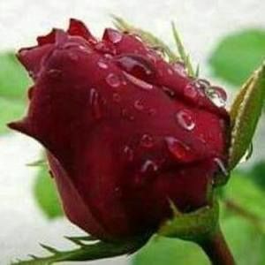 Meet your Posher, Natacha