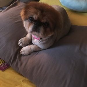 Meet your Posher, Sue