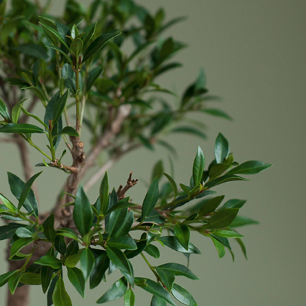 Meet your Posher, Joyce