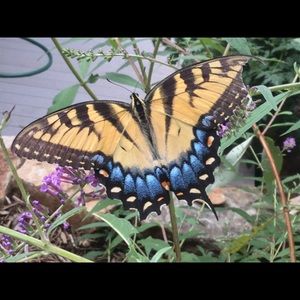 Meet your Posher, Katy