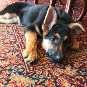 Meet your Posher, Samantha