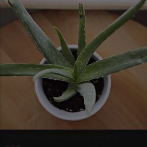 Meet your Posher, Alexissss