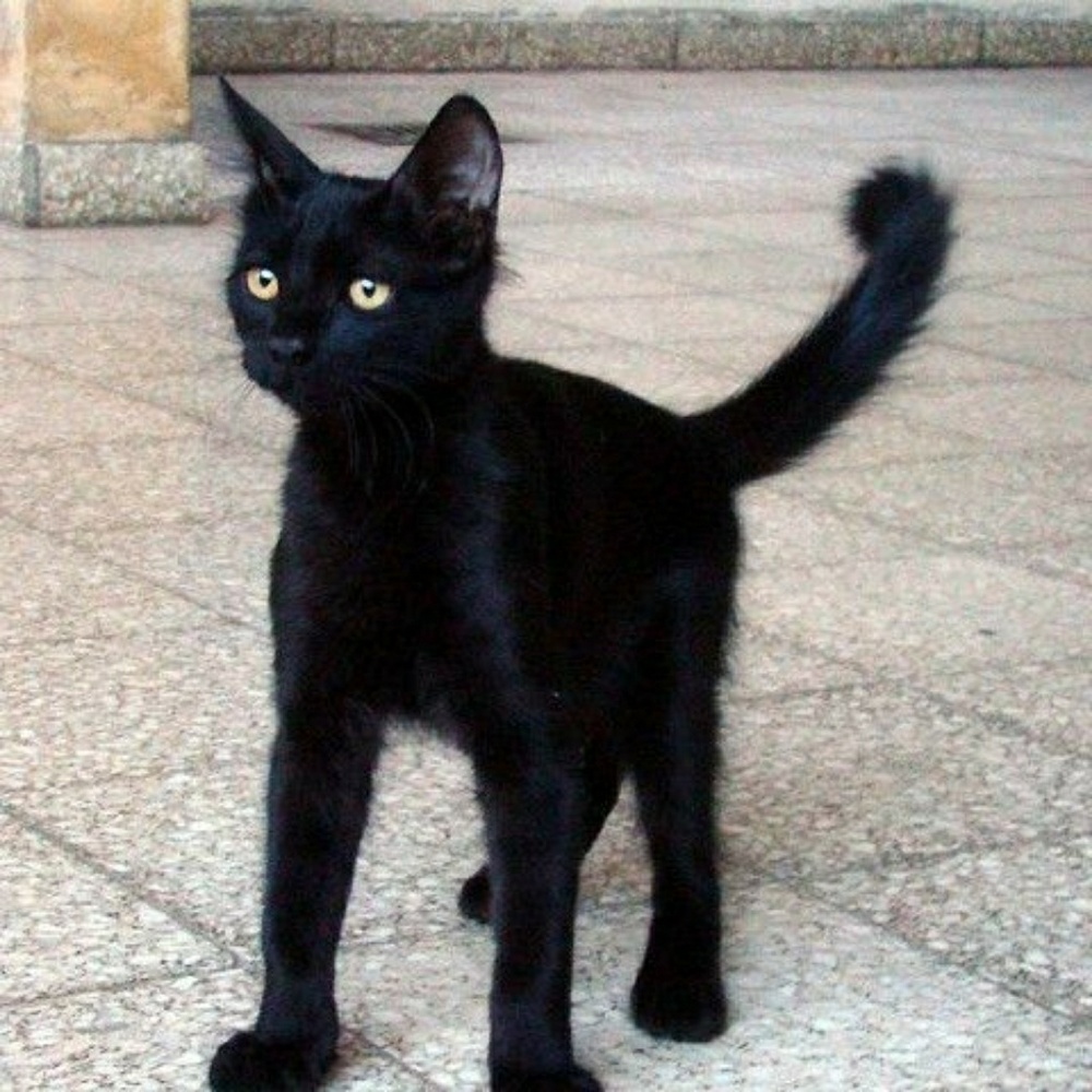 Meet your Posher, Lina