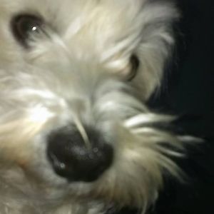 Meet your Posher, Misty