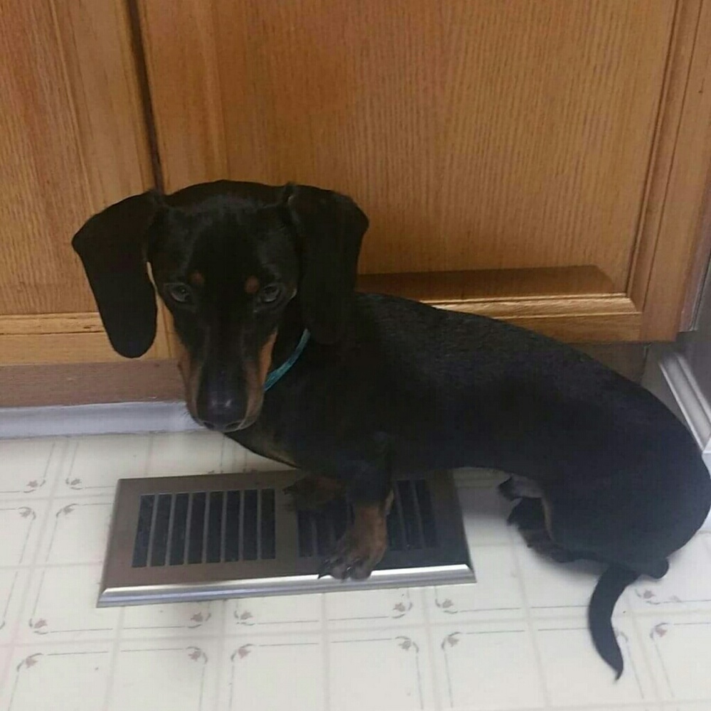 Doggie Loves Heat Vent