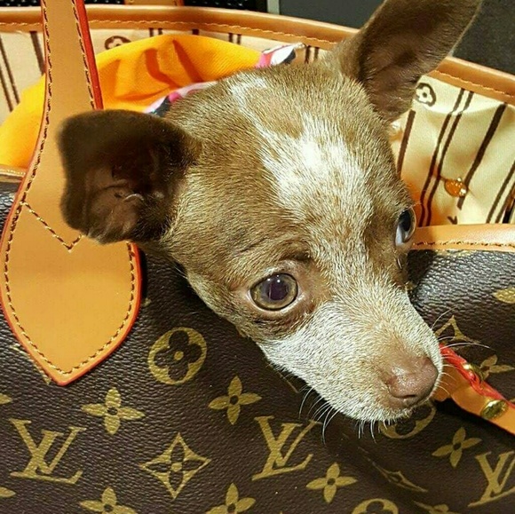 ADOPT PRINCESS SOFIA / Designer Rescue - Picture 4 of 5