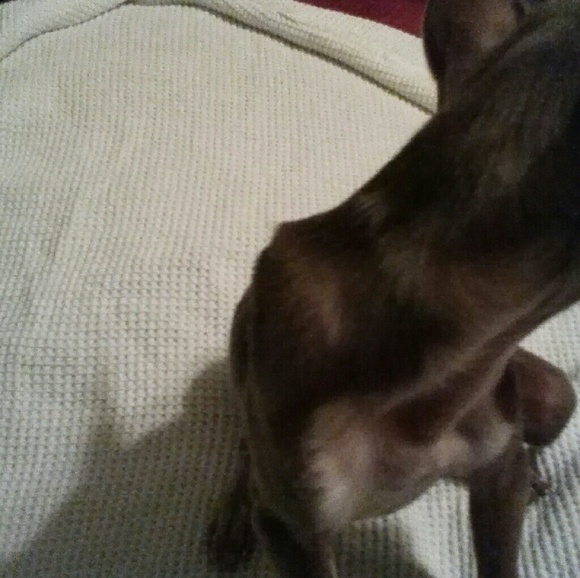 ADOPT PRINCESS SOFIA / Designer Rescue - Picture 5 of 5