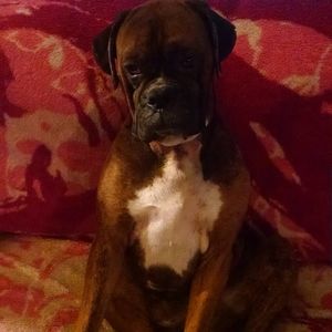 Meet your Posher, Missy