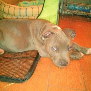 Meet your Posher, Belle