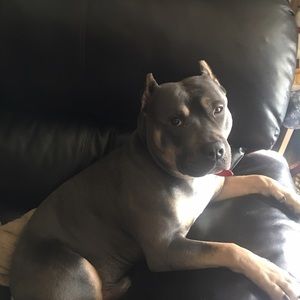 Meet your Posher, Pierre