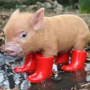 Meet your Posher, Holly a