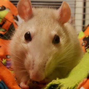 Meet your Posher, Kristin