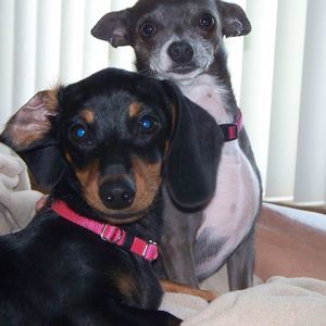 Meet your Posher, Julie