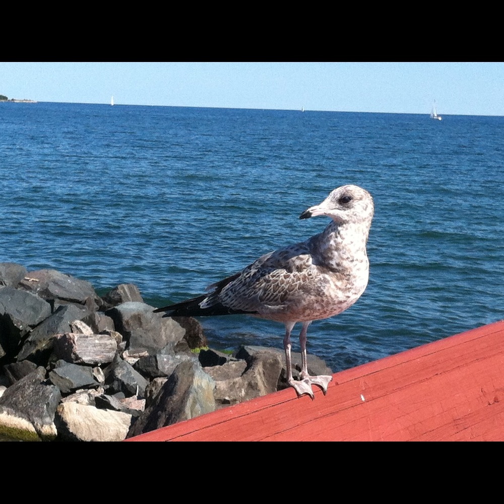 Meet your Posher, Julie