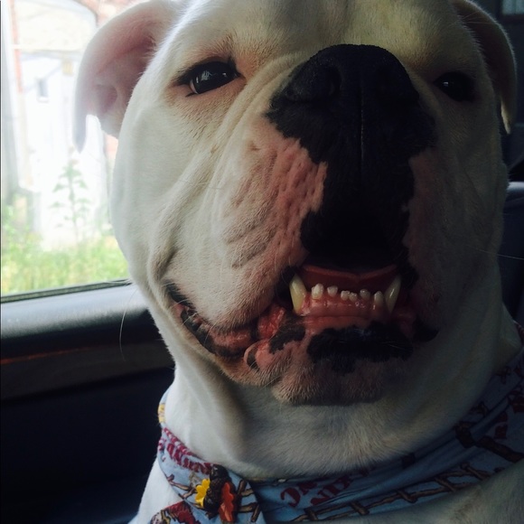 Meet Your Posher - Picture 2 of 2