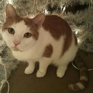 Meet your Posher, Sean