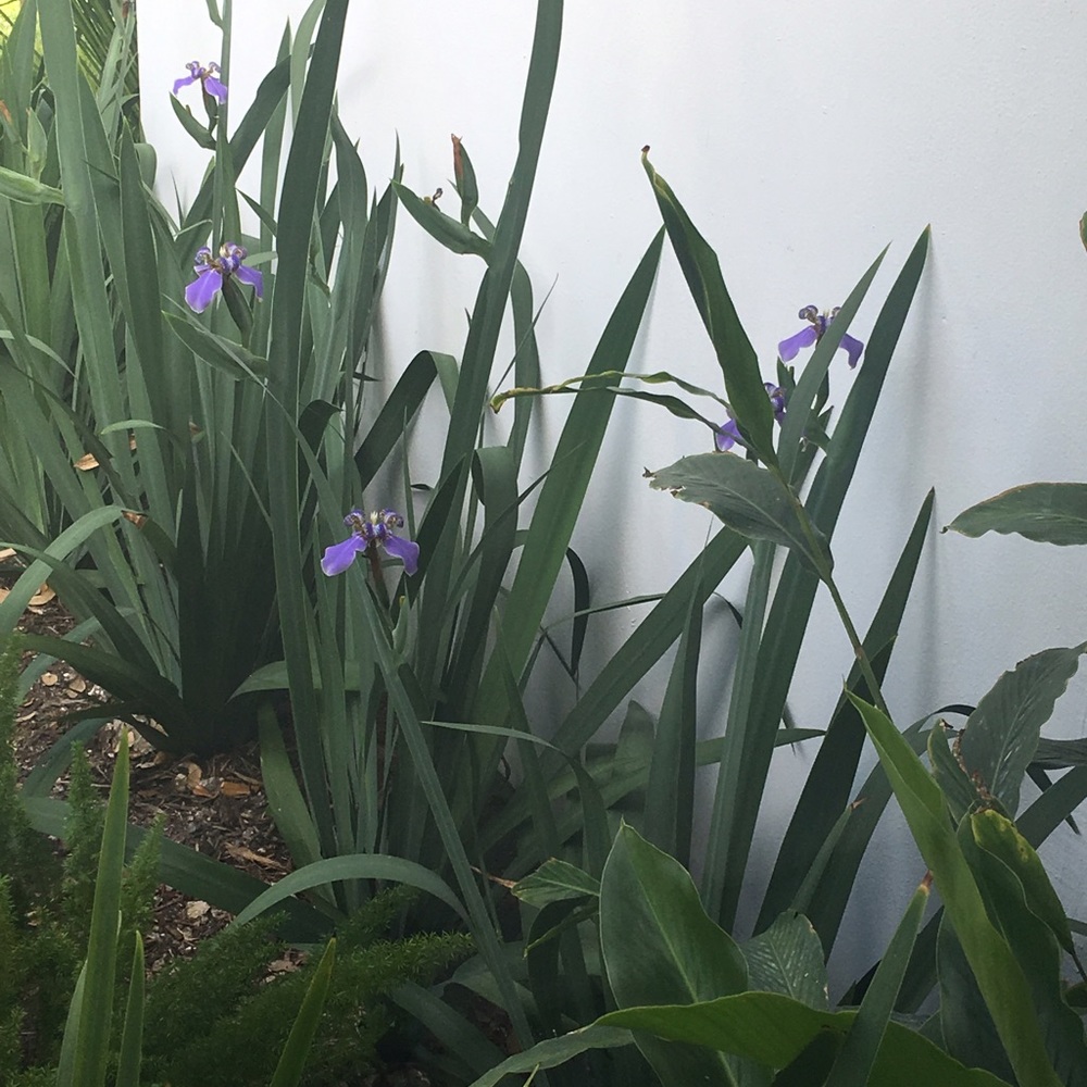 Meet your Posher, Anamarie