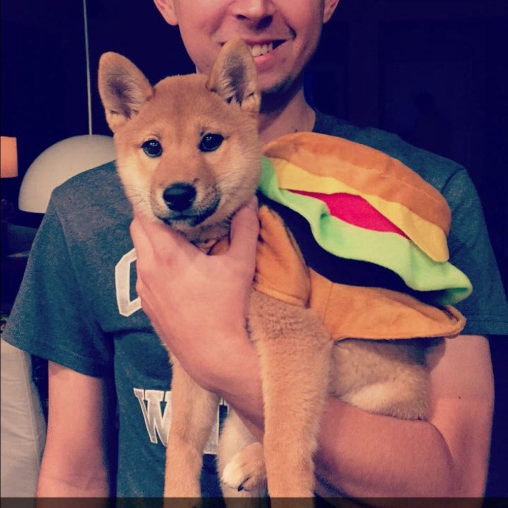 Burger dog costume
