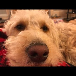 Meet your Posher, Nancy