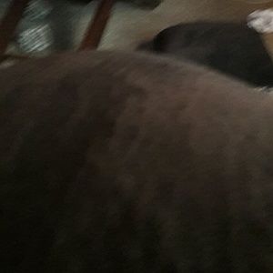 Meet your Posher, Carmesha