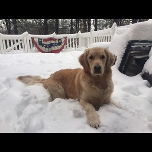 Meet your Posher, Susanna