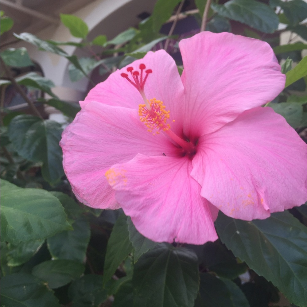 Meet your Posher, Shannon