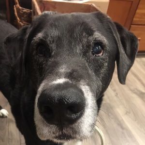 Meet your Posher, Ella