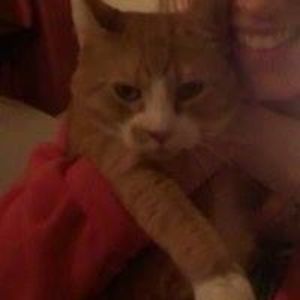 Meet your Posher, Boris gilligan