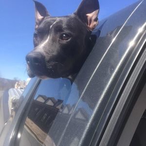 Meet your Posher, Dawn