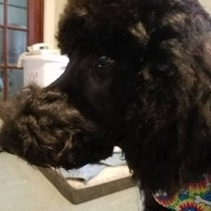 Meet your Posher, Monica