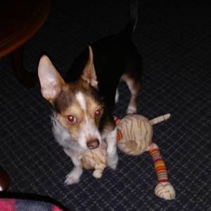 Meet your Posher, Shannon