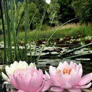 Meet your Posher, Pat