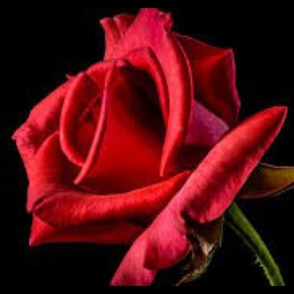 Meet your Posher, Carol