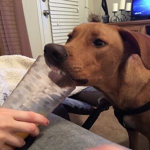 Meet your Posher, Morgan