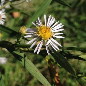 Meet your Posher, Abbey