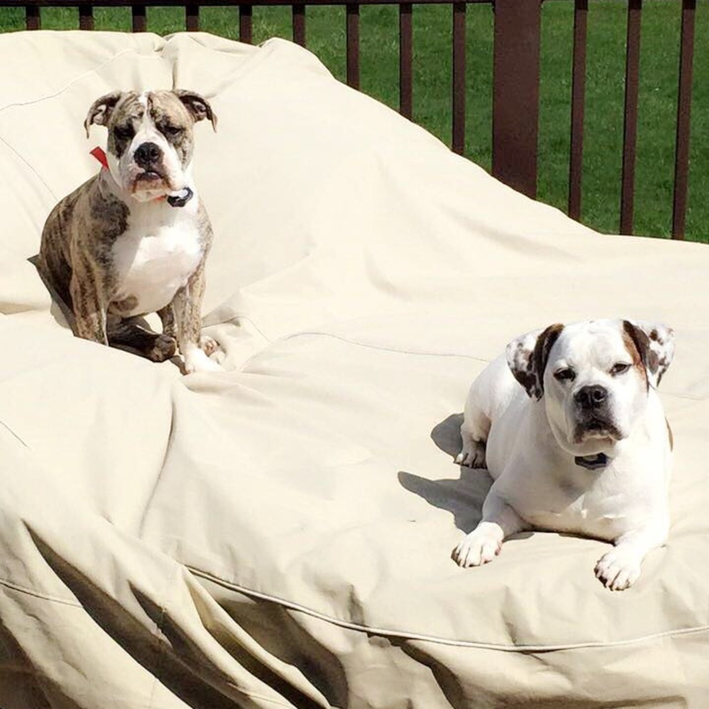 These are my babies🐶💚 - Picture 9 of 15