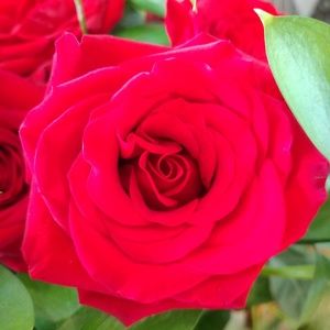 Meet your Posher, Nora