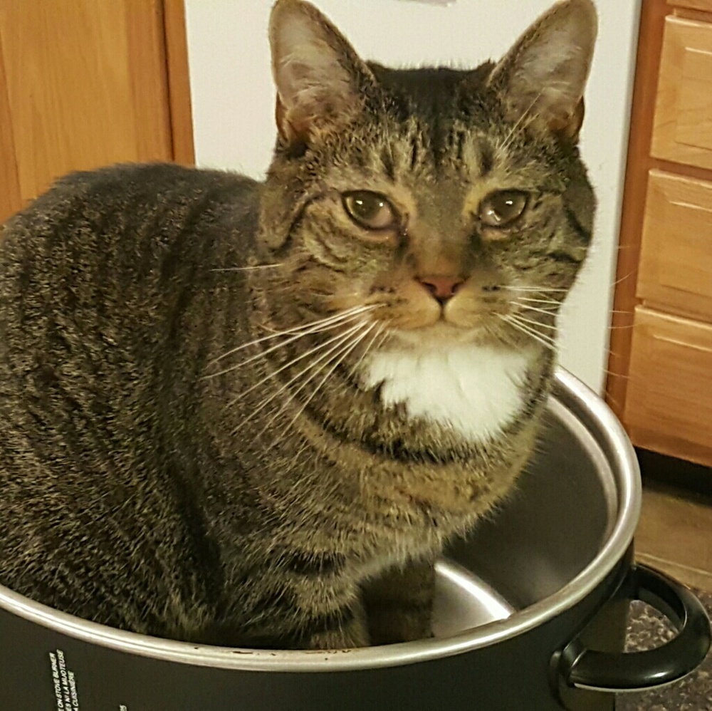 Meet your Posher, Celeste