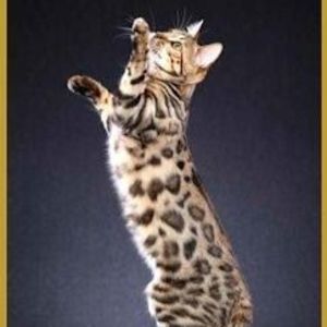 Meet your Posher, Bridget