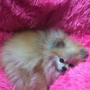 Meet your Posher, Layla