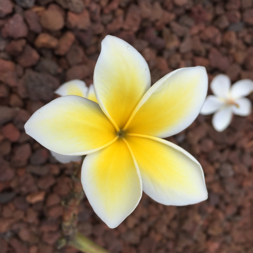 Meet your Posher, Trudy