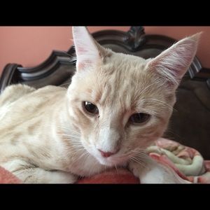 Meet your Posher, Veronica