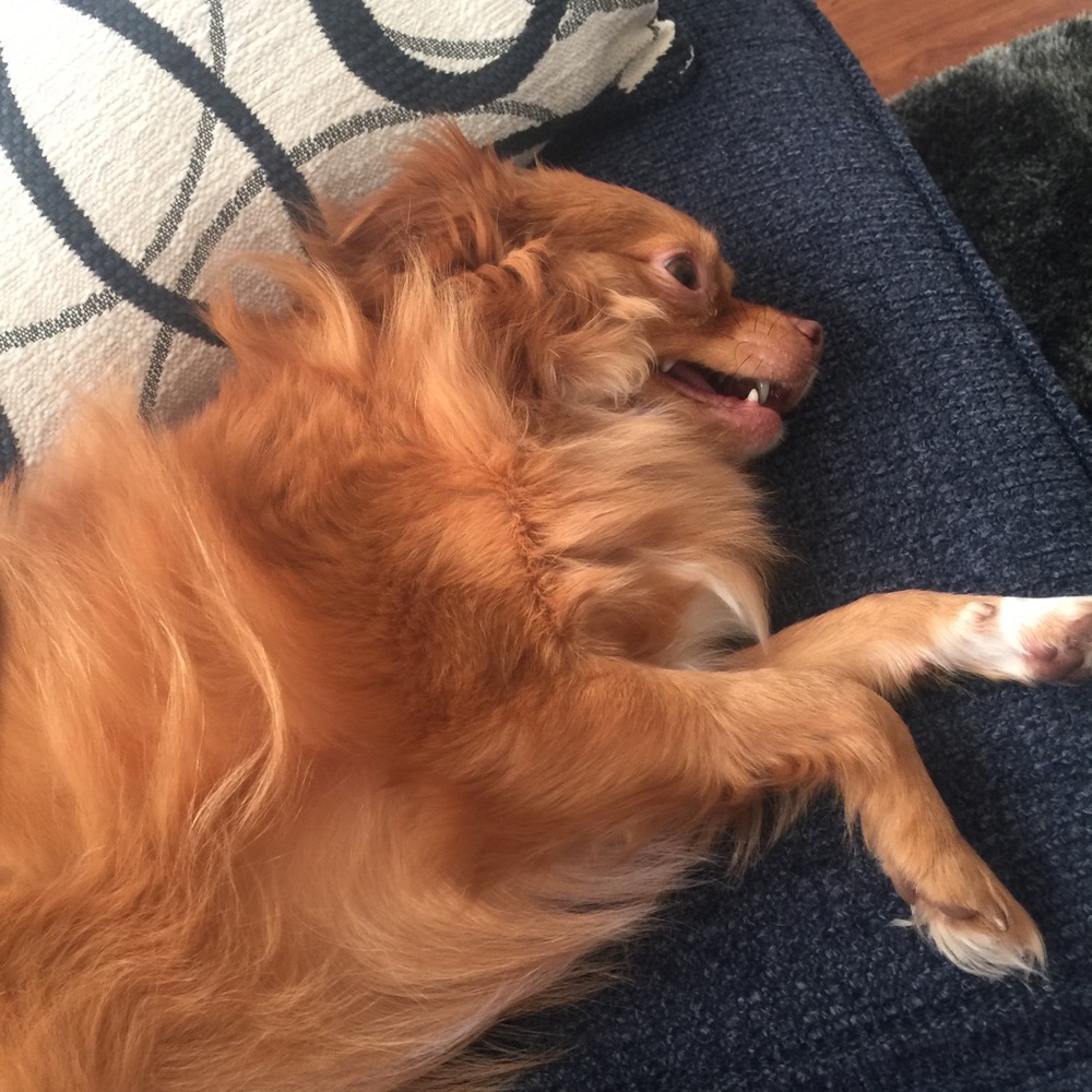 Meet your Posher, Bridget