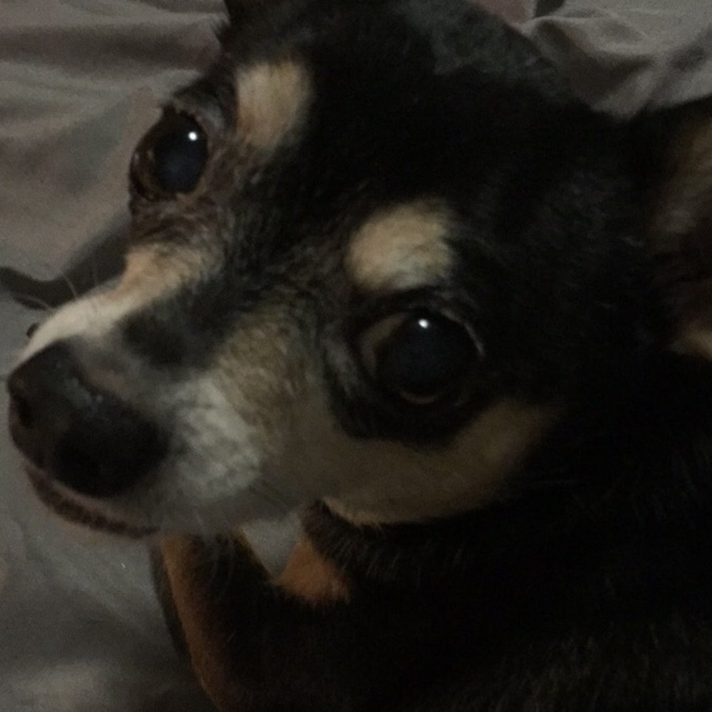 Meet your Posher, Shannon