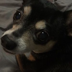 Meet your Posher, Shannon