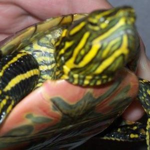 Meet your Posher, Jami